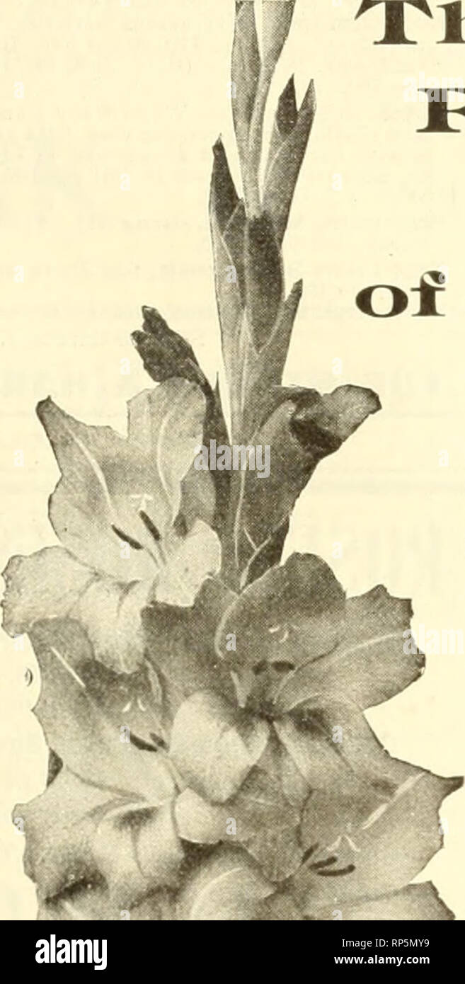 . The American florist : a weekly journal for the trade. Floriculture; Florists. igio. The American Florist. 441 Orchids Our importations of Cattleys Trianac, Labiata, Gigas Sanderiana and Schroederae are on the way. Later on we will receive Cattleyas Mossiae, Gaskelliana, Percivaliana, Warnerii, Dowiana' etc.: atso Dendrobtum Formosum, Laelia Purpurata, Oncidium Varicosum, and several others. We Collect and Import Nothing but the Choicest of Plants No greater mistake can be made than to buy cheap Orchids. We specialize in supplying the trade. Write us. CARILLO &amp; BALDWIN, Mamaroneck, N. Y. Stock Photo