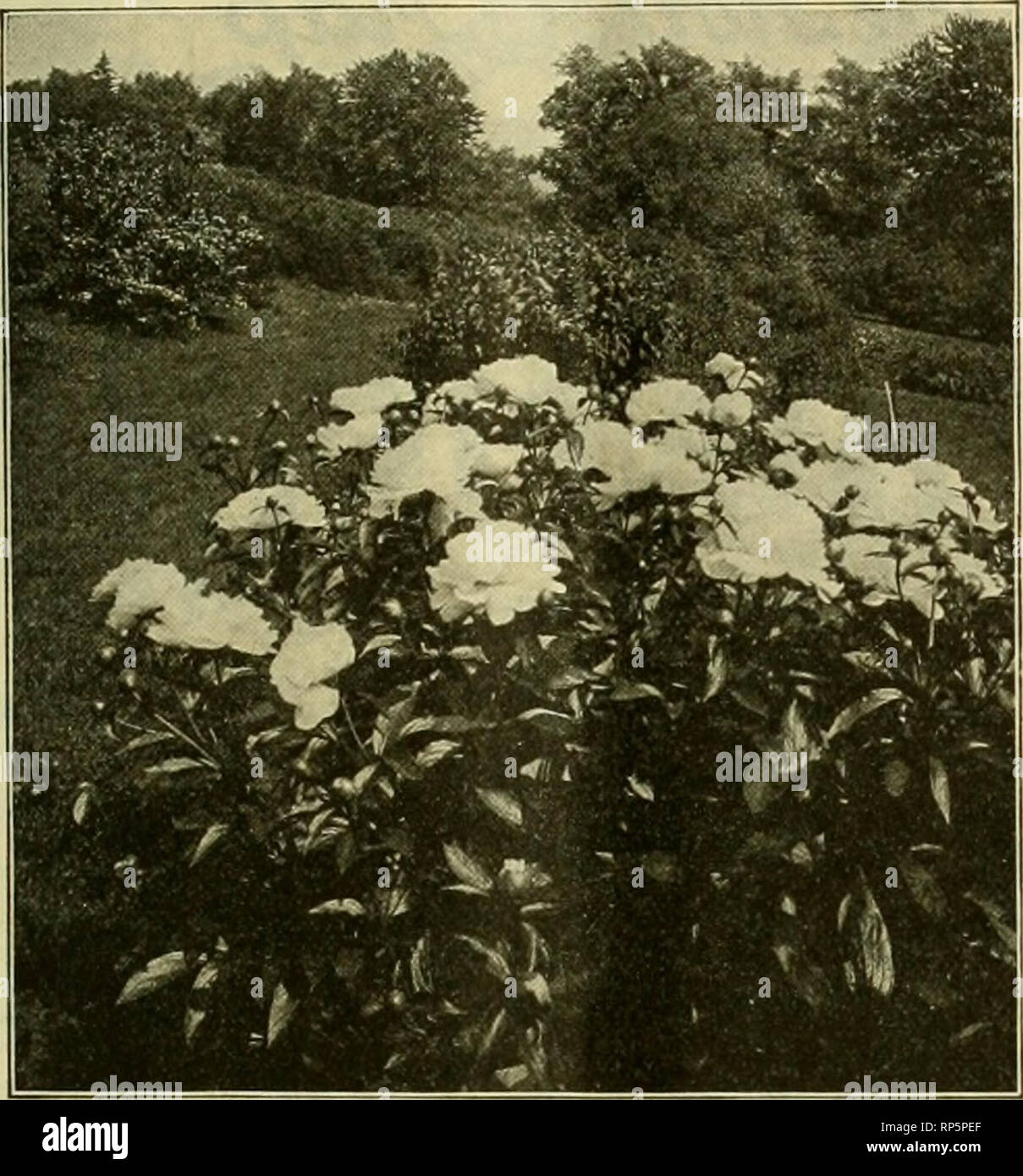 . The American florist : a weekly journal for the trade. Floriculture; Florists. igio. The American Florist. 368 DREER'S PAEONIAS We Will dig our Paeonias in September, and are booking orders for September and October delivery at special prices. The following varieties are offered in strong divisions of 3 to 5 eyes. All arc of our own growing, absolutely true to label. VARIETIES OF PAEONIA CHINENSIS. in no 8 00 son 15 CO SCO 20 00 15 00 40 00 12 00 20 00 15 00 15 00 8 ro 20 00 90 00 75 00 75 00 75 00 A^es Marji Kelway. Rosy white enard Perdoz PerICO PerlOOO petals, with deep creamy wliite cent Stock Photo