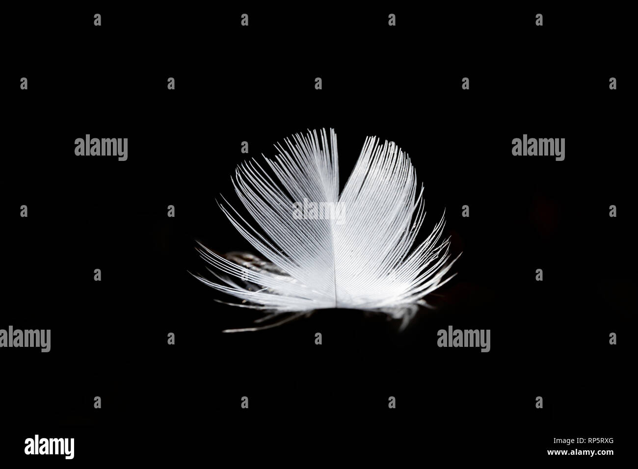 Feather with a black background Stock Photo - Alamy