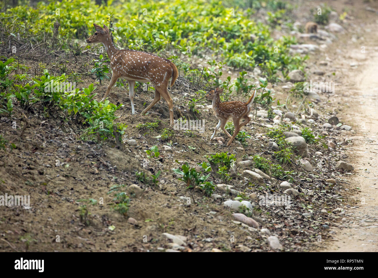 Chital deer (Axis axis). Spotted Deer, Female, mother, dam, leading, followed by, young, precocial fawn. January. Corbett National Park. Northern India. Stock Photo