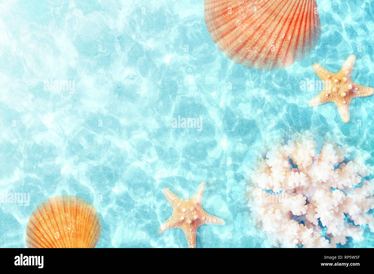 Seashell on the summer beach in sea water. Summer background. Summer time Stock Photo
