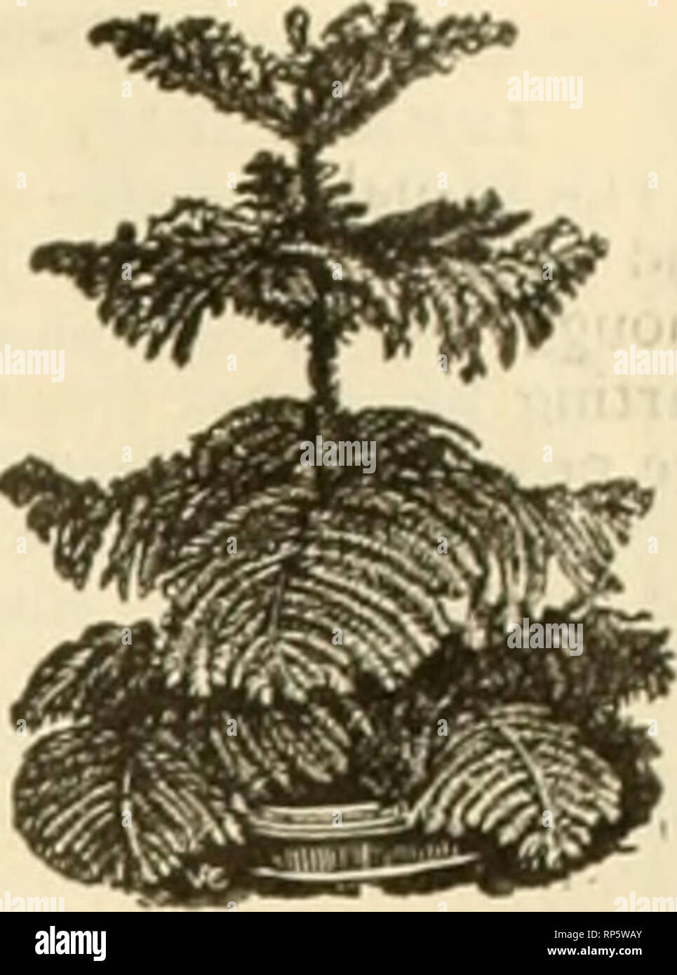 . The American florist : a weekly journal for the trade. Floriculture; Florists. 1907' The American Florist. 1279 FERNS Anna Fost.T. JVj In., J4,00 per 100. 4 in., .-SIS.00 per 100. Barrowsii. 2'.&gt;m.. $(i 00 per lllO: 4 in , S20.00 per 100. Scollii. 2Hin.. 16.00 per 100; 3 in.. SlO.OO pi-r 100; 4 io.. J20.00 per 100. Jacksonii. 2!-2- in., $4.00 per 100; 4.in,. Sl.S.uO pur 100. Sword Kern, 2^2 in.. J4.00 per 100: 3-m.. »7.C0 prr 100; 4 in.. tl.S.OO per 100. Boston. 2'; ih.. $4,00 per 100; 4-in.. $15 00 per 100. Tarrytown. 2H-in.. $6.U0 per lUO; 4in.. t20.l)0 per 100. Wiutni.nni. 2' .-in.. 11 Stock Photo