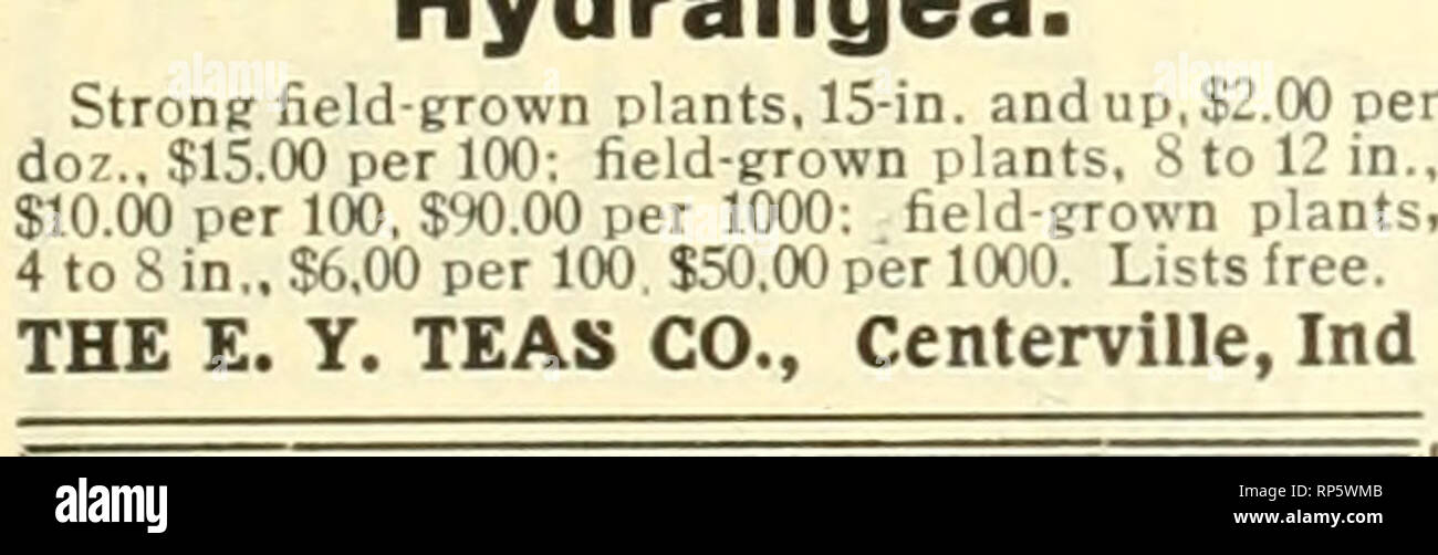 . The American florist : a weekly journal for the trade. Floriculture; Florists. Golden (Biota Aurea Nana.) ARBOR VITi^ (Biota Aurea Nana.) NOW READY. Largest Stock in Existence. Althea Meehanii, Bzochorda, Weeping Mulberry, Magnolia Grandlflora. Azalea Indica, Camellias, Field-grown Roses, Rnbbers, Pandacus and Arecas. Send for Trade List. P. J. BERCKMANS CO. (FRUITLAND NURSERIES) Augusta, Ga. J AZALEAS (hardy), Berried Plants, Bleedine Hearts, Blue Spruces, Boxwood, Clematis, Climbing Plants, Coniters, Evergreens, FuDkias in sorts. Hydrangea P. G., Japan Haplca. Peonies, Pot-grown Plants (Li Stock Photo