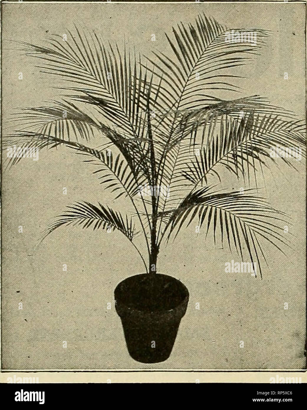 . The American florist : a weekly journal for the trade. Floriculture; Florists. 846 The American Florist. Nov. I J,. Cocos Weddelliana We are sending out at the present time a splendid lot of Cocos Weddelliana, in 5-inch pots, at $1.00 each, perfect stock, of a rich dark green color, 18 to 24 inches high, just the sort of plants to appeal to your customer for house decoration. May We Send You a Trial Lot of These? For a full and complete list of Seasonable, Dccorative and other stock, see our current wholesale list. HENRY A. DREER 714 Chestnut St., PHILADELPHIA, PA. Arbor Vitse (Thnya Occiden Stock Photo