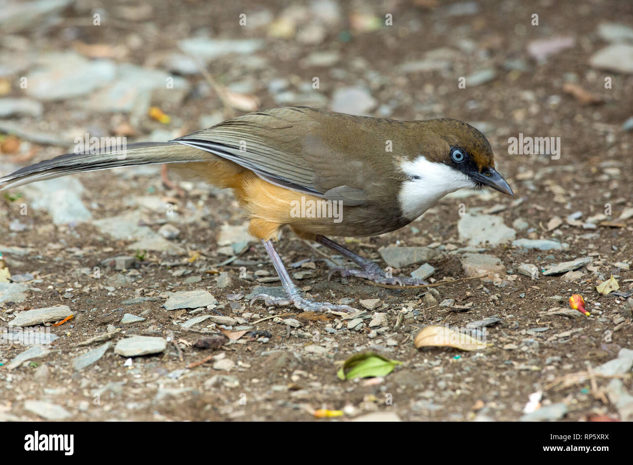White-throated Laughingthrush Garrulax albogularis). Side view of a bird on the ground, showing plumage colour and markings. Himalayan foothills northern India. Stock Photo