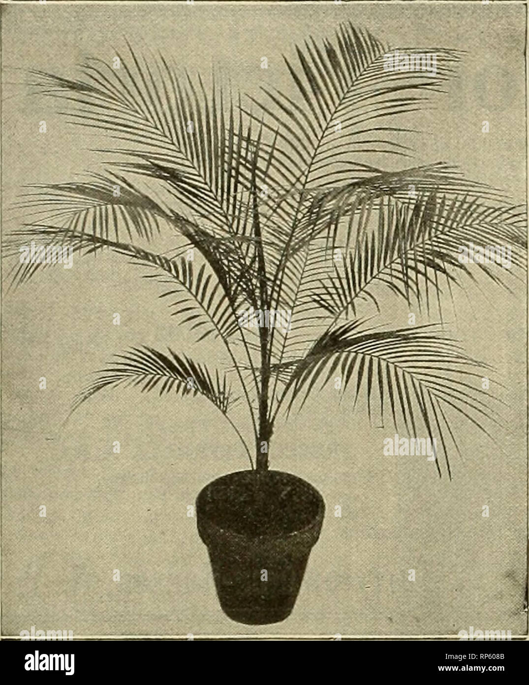 . The American florist : a weekly journal for the trade. Floriculture; Florists. 778 The American Florist Nov. 6,. Cocos Weddelliana We are sending out at the present time a splendid lot Of Cocos Weddelliana, in 5-incIi pots, at $1.00 each, perfect stock, of a rich dark green color, 18 to 24 inches high, just the sort of plants to appeal to your customer for house decoration. Nay We Send You a Trial Lot of These? For a full and complete list of Seasonable, Decorativc and other stock, see our current wholesale list. HENRY A. DREER 714 Chestnut St., PHILADELPHIA, PA. Cincinnati. STOCK AND PEICES Stock Photo