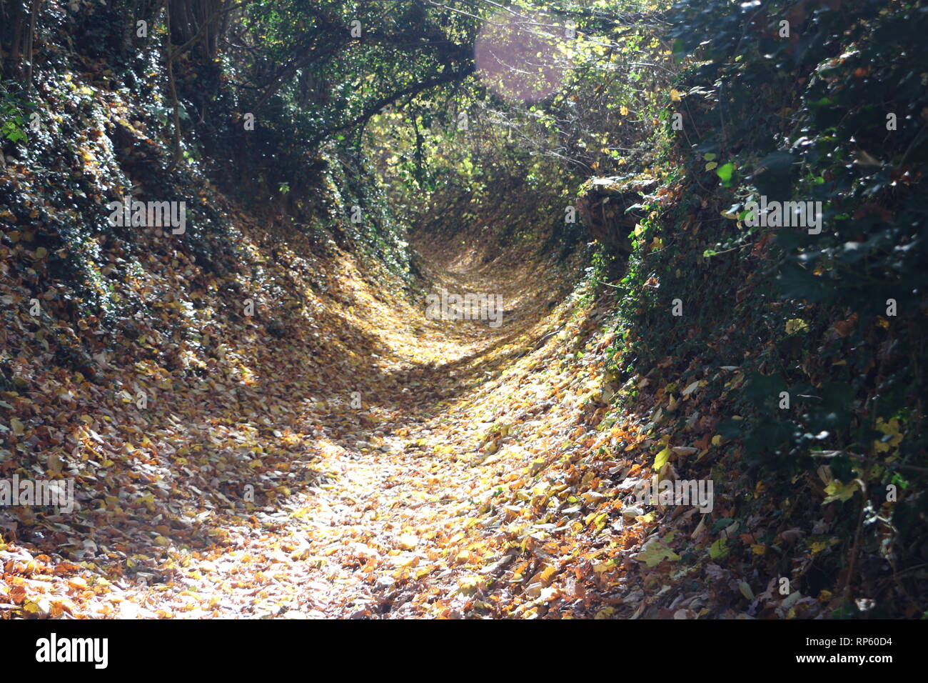 Autumn forest path in the foliage Stock Photo - Alamy
