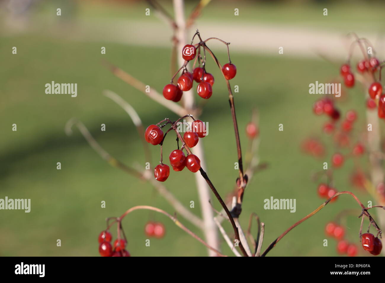 Viburnum opulus - Gewöhnlicher Schneeball - Früchte im Winter Stock Photo