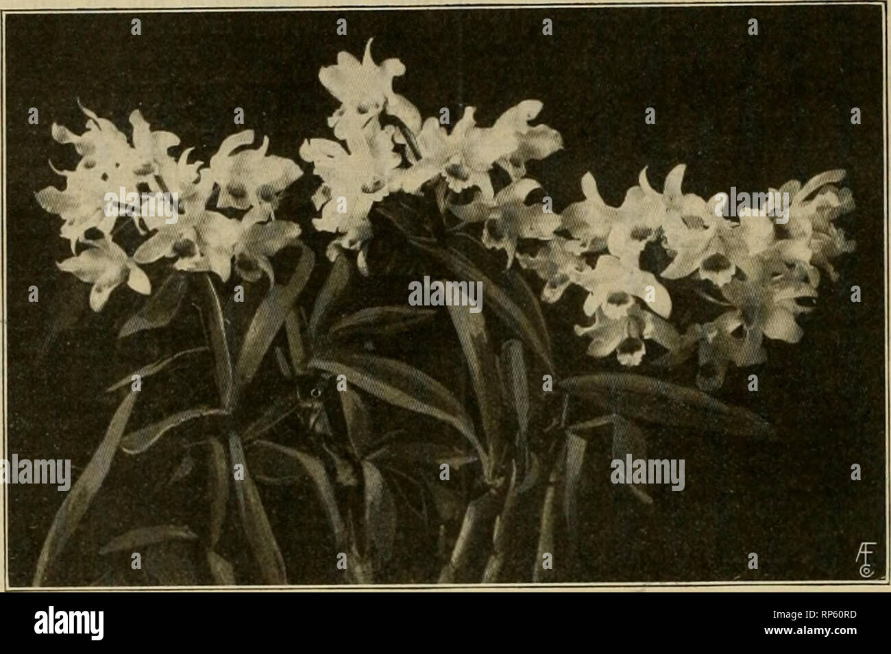 Treatment floriculture hi-res stock photography and images - Page 