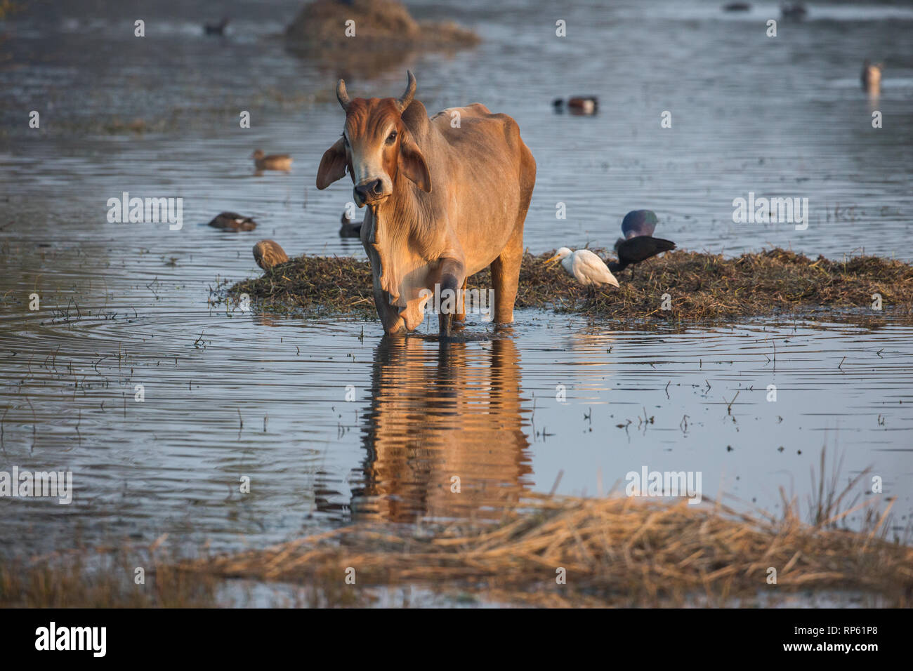 Zebu Cattle (Bos primigenius indicus). Wallowing through the shallows of Sultanpur Jeel wetland. Northern India. Many waterbirds present some gaining opportunity to catch disturbed invertebrate food items. Stock Photo