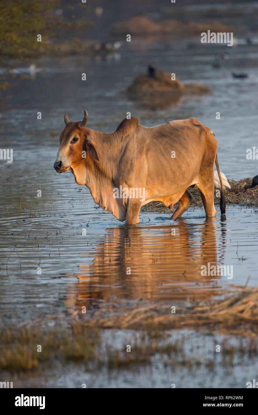 Feeding each other hi-res stock photography and images - Alamy