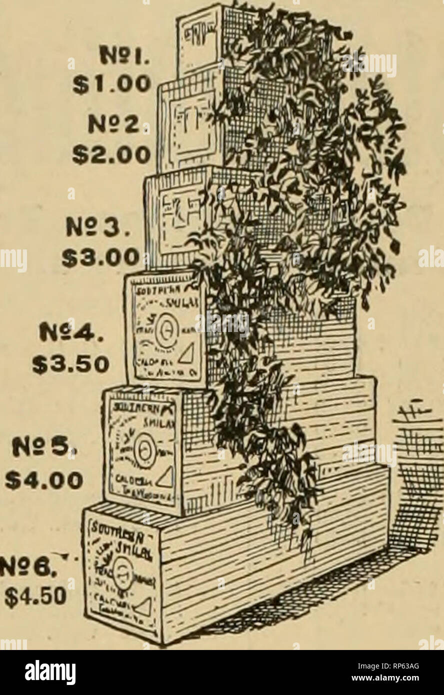 . The American florist : a weekly journal for the trade. Floriculture; Florists. 92G The American Florist. Jan. p, Carnations WORTH GROWrNG. We can make prompt shipment on the follow- ing sterling and well-known varieties. Strong R. C, guaranteed free from all disease. PINK. Per 100 1000 Enchantress S5 50 SftO.OO Mrs. E. A. Nelsrn 3.50 30.00 Mrs. Thos, VV. Lawson 2.35 20 00 .loost 1.75 15.00 Marquis.... 1.75 15.00 Enquirer 2.5) Dorothy 2.50 WHITE. Gov. Woloott 3.50 30.00 Boston Market 3.50 30.00 Innocence 250 22 51 Glacier 1.75 15.00 White Cloud 1.76 15.00 Flora Hill 1.75 15.00 SCARLET. Crane  Stock Photo