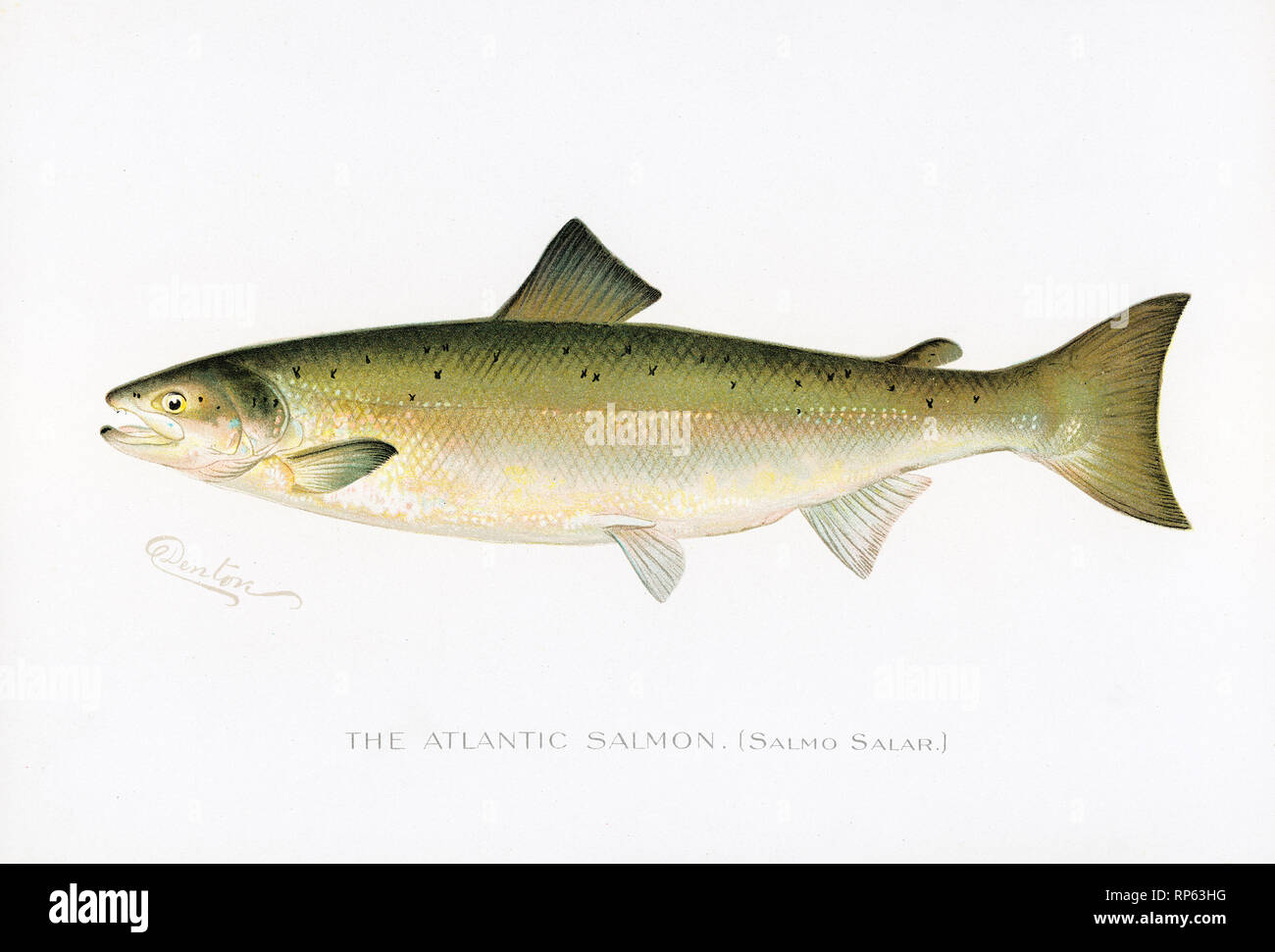 Atlantic Salmon fish by Sherman Denton Stock Photo