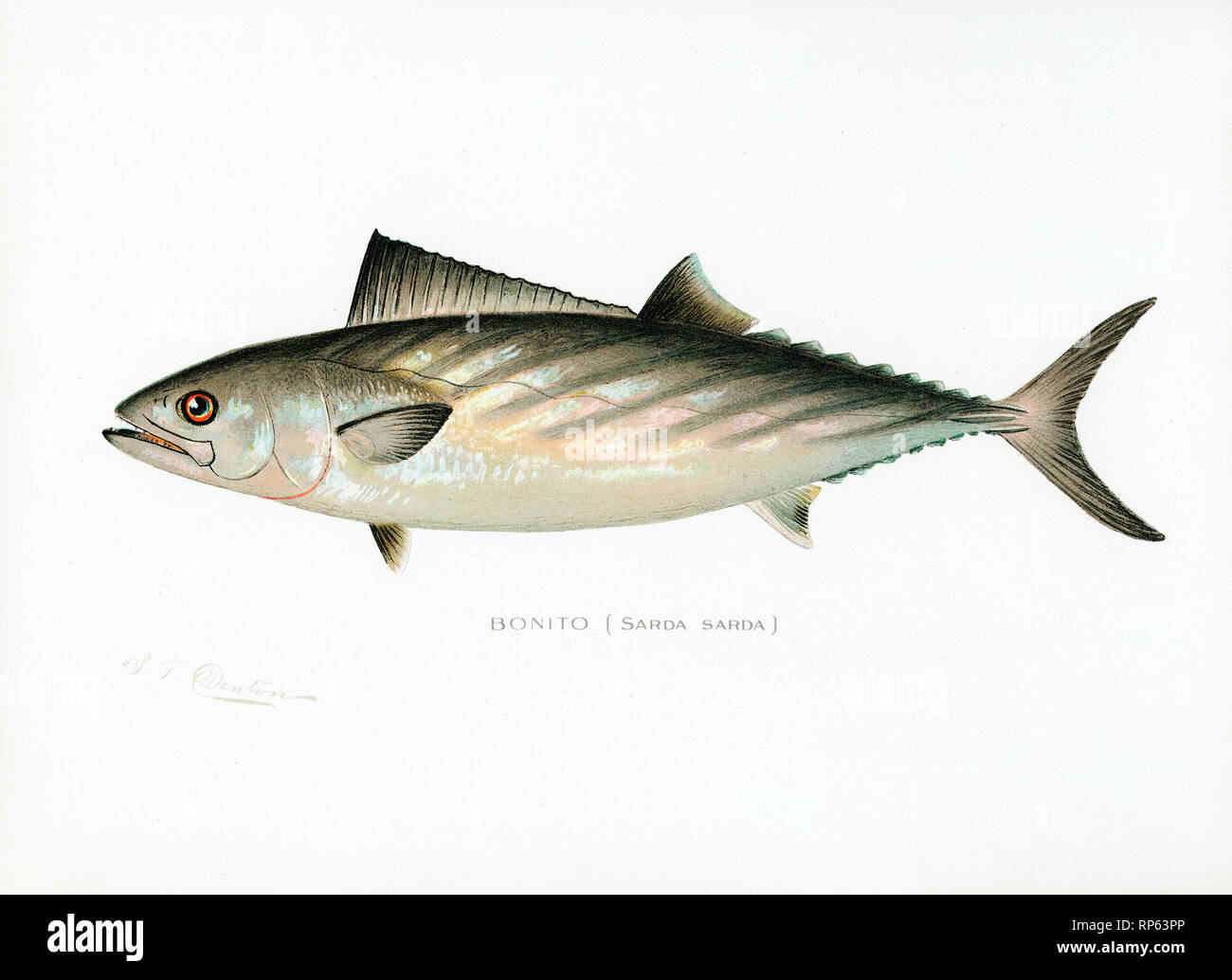 Bonito fish by Sherman Denton Stock Photo