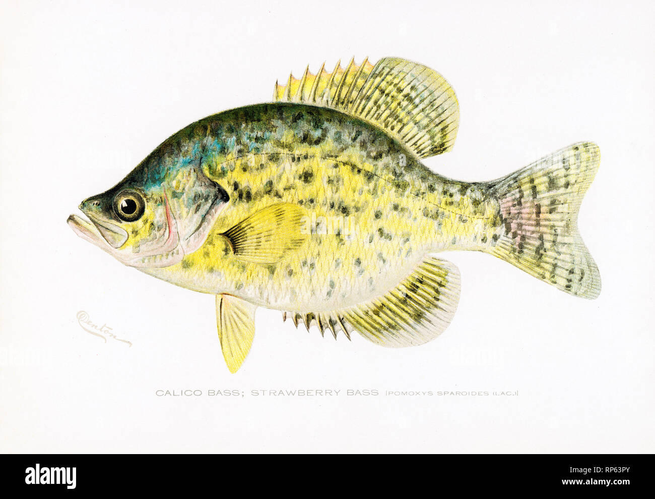 Calico Bass fish by Sherman Denton Stock Photo