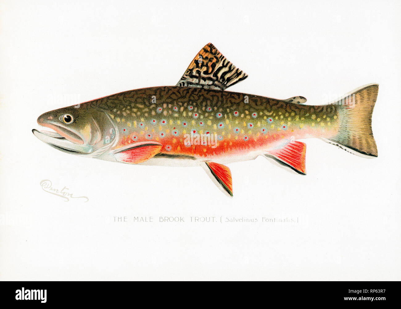Male Brook Trout by Sherm fish by Sherman Denton Stock Photo