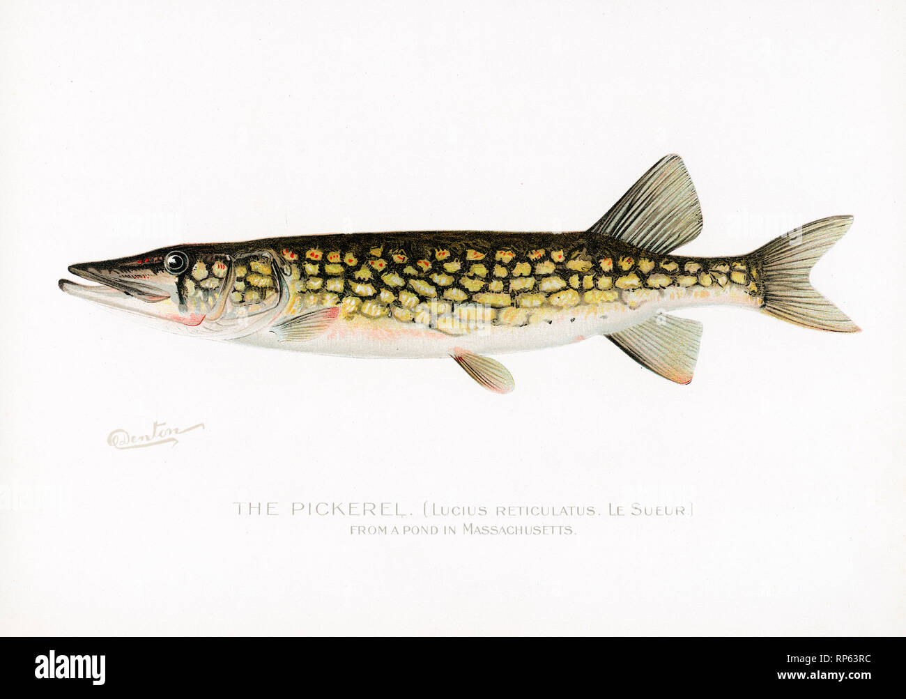 Pickerel fish hires stock photography and images Alamy