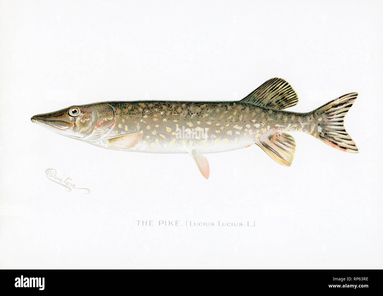 Pike fish by Sherman Denton Stock Photo