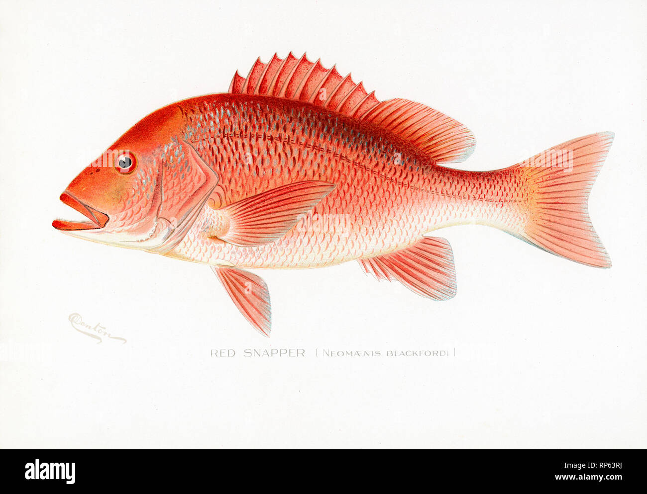 Red Snapper fish by Sherman Denton Stock Photo