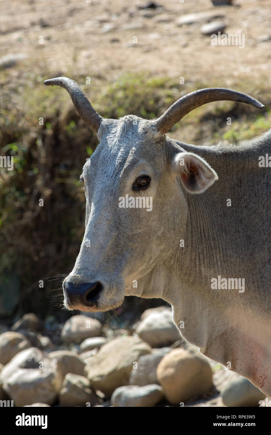 Indian humped cow hires stock photography and images Alamy