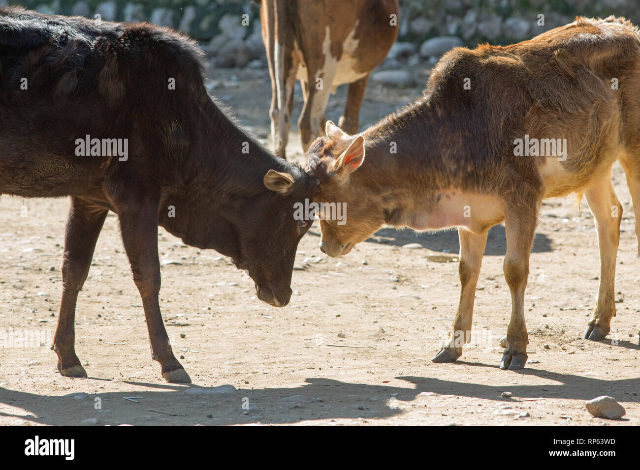 Zebu Cattle (Boa indicus). Two bullocks, head to head, jockeying for position. Stock Photo