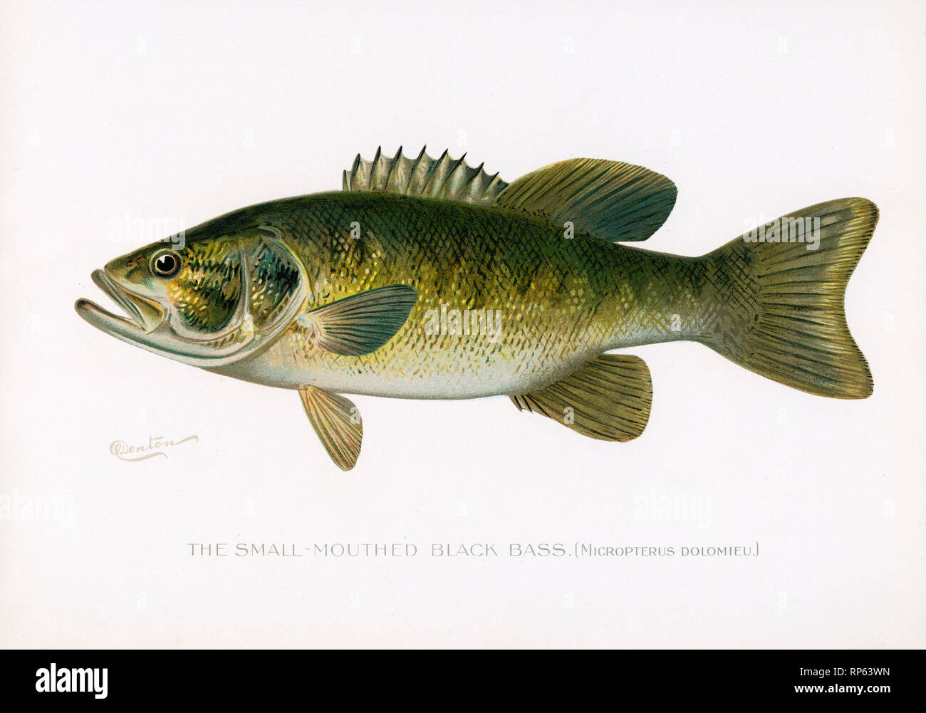 Small Mouthed Black Bass fish by Sherman Denton Stock Photo