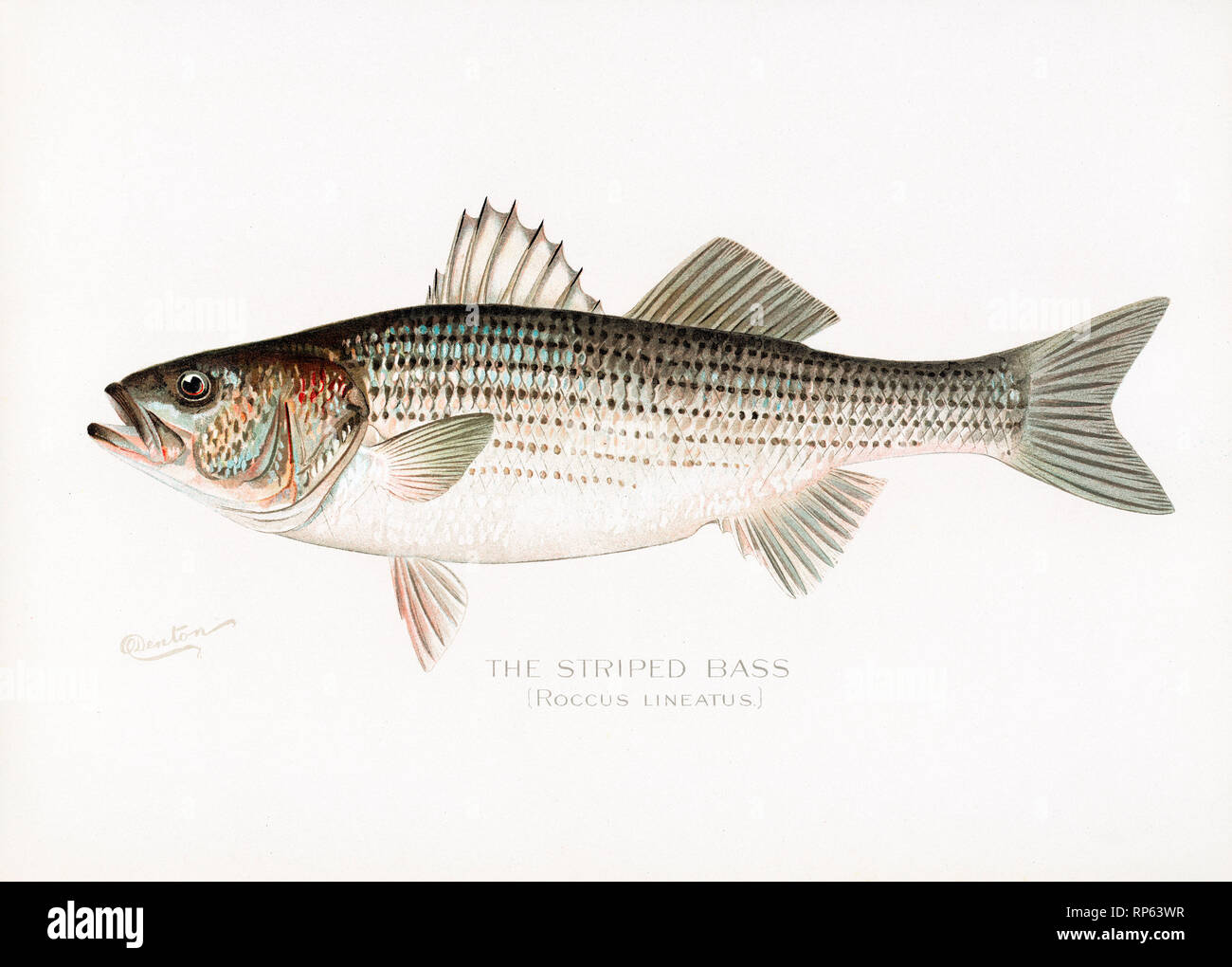 Striped Bass fish by Sherman Denton Stock Photo