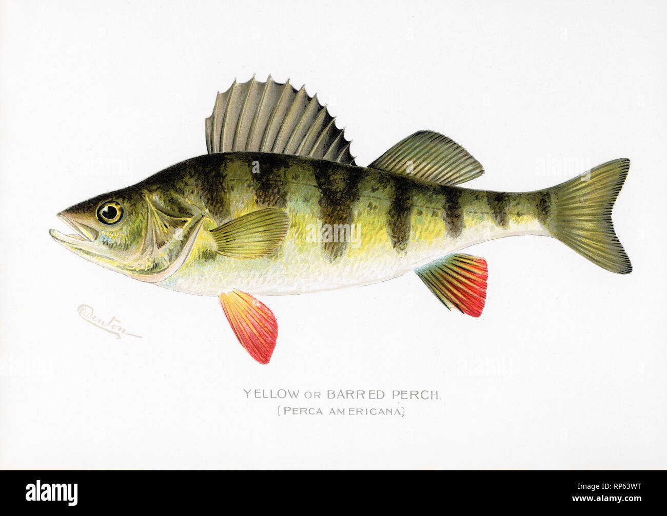 Yellow Perch fish by Sherman Denton Stock Photo