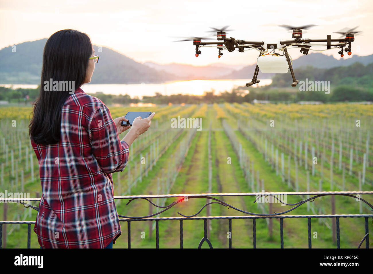 Woman farmer use smart phone control agriculture drone fly to sprayed fertilizer on the grape fields, Smart farm 4.0 concept Stock Photo