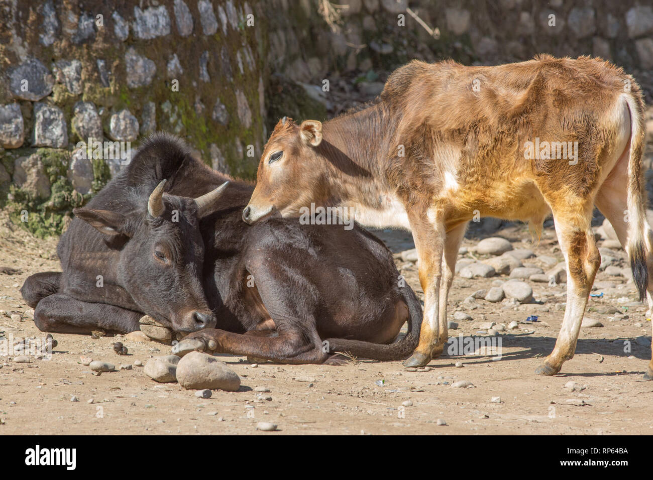 Zebu Cattle (Bos indicus), two bullocks, none confrontational attention, meeting. Behaviour. Stock Photo