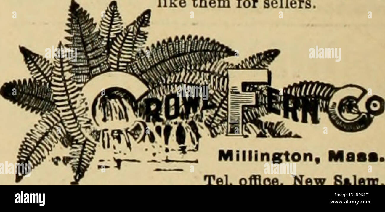 . The American florist : a weekly journal for the trade. Floriculture; Florists. Roses, Carnations and all kinds of Seasonable Flowers in stock. Illy C ITACTIIIIS Wholesale Com nilli ri nnOlinUi n:isslon Florid 481 Wagtiington St.. Buffalo. N. Y. Dealer in Florists' RupDli«s and Wire Design! Open from 7:00 A. M. to 8:0O P. M. SOUTHERN SMILAX. $5 50 per case of 50 lbs. Try it when j'ou want Smilax. Fancy or Dagger Ftrnt, $1.00 per 1000. Dis- count on large orders. Galax, Bronze or Green, 75c per 1000. New crop Laural Fetloonlng. best in the world, 4c, 5c and 6c per yd. Once used always used and Stock Photo