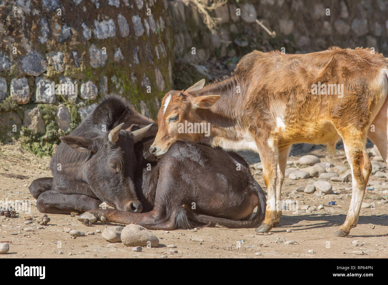 Zebu Cattle (Bos indicus), two bullocks, seeking none confrontational attention, meeting. Behaviour. Ethology Stock Photo