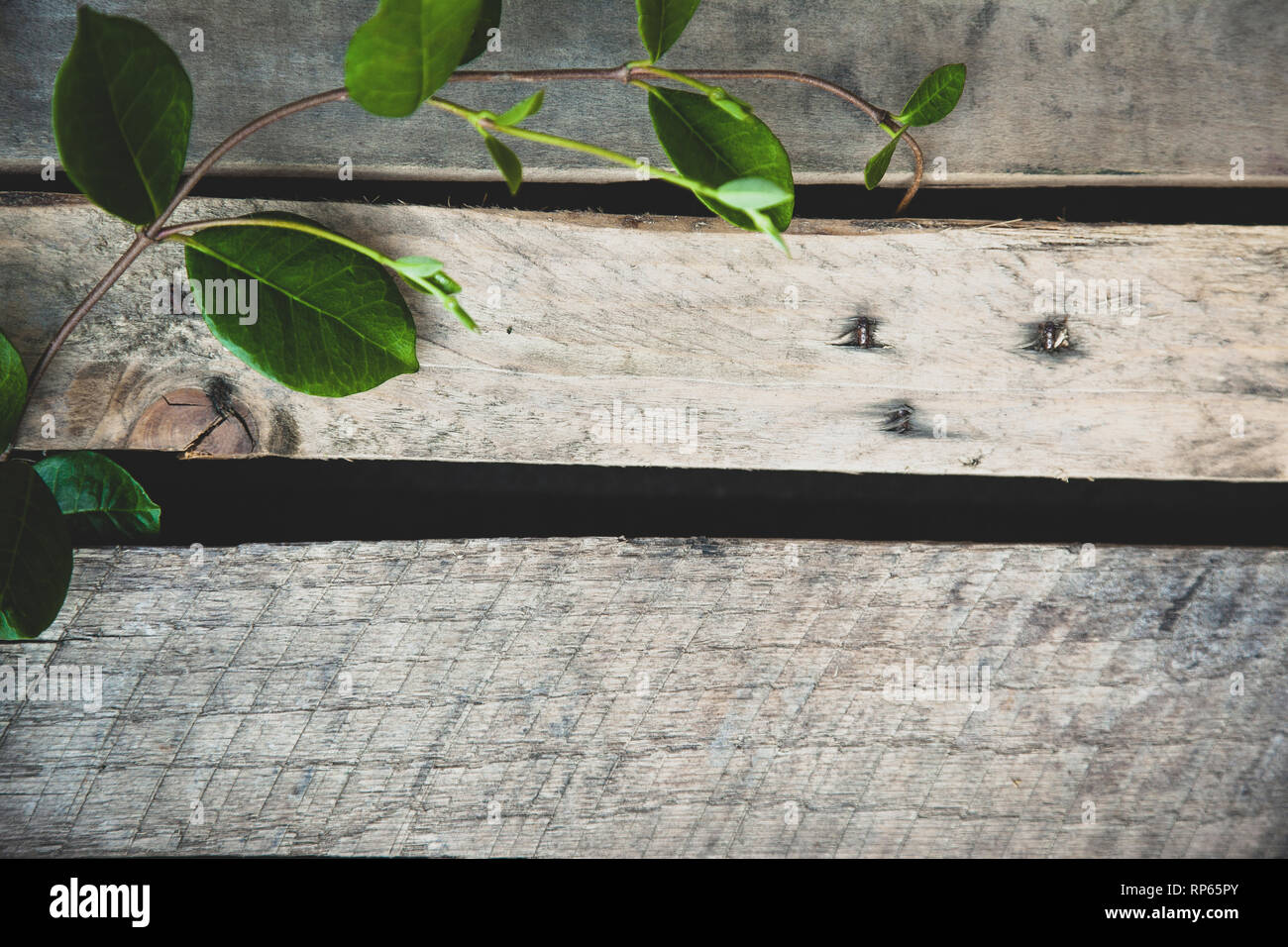 Old wood with vines and leaves Stock Photo