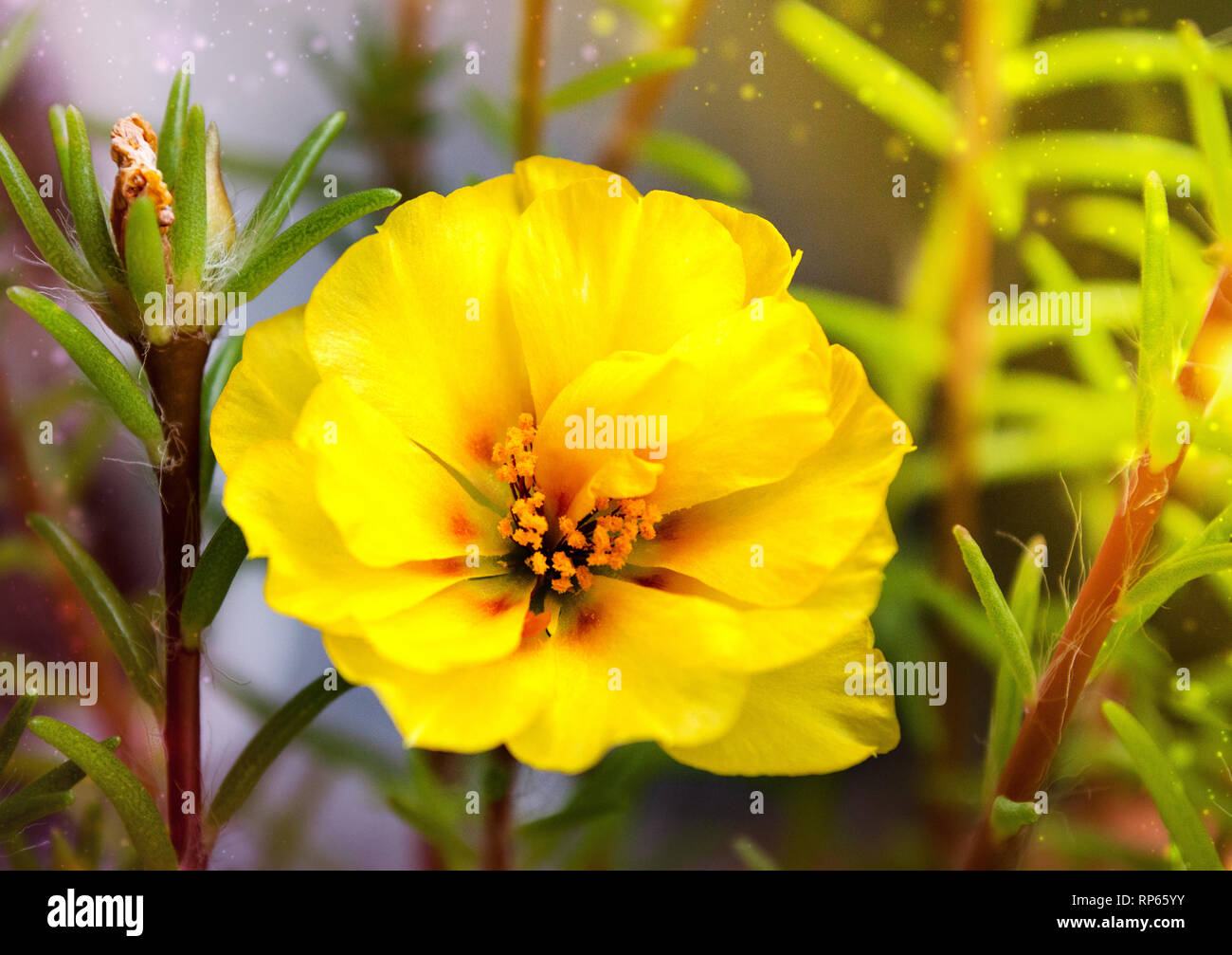 yellow flower blooms gently under the sun Stock Photo Alamy
