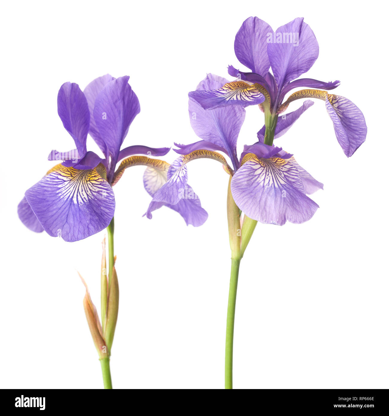 Two Siberian Irises (Iris sibirica) on White Background Stock Photo - Alamy