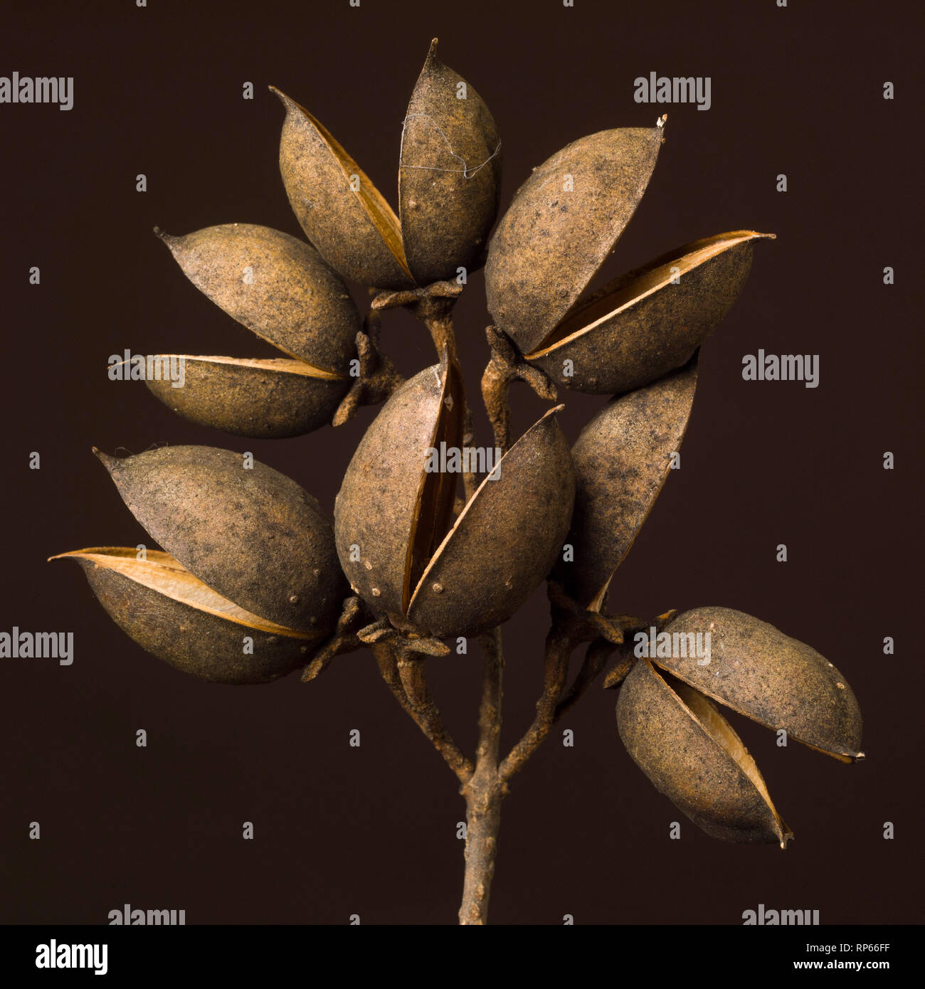 Open Paulownia Seed Pods against Dark Background, Close-Up Front View Stock Photo