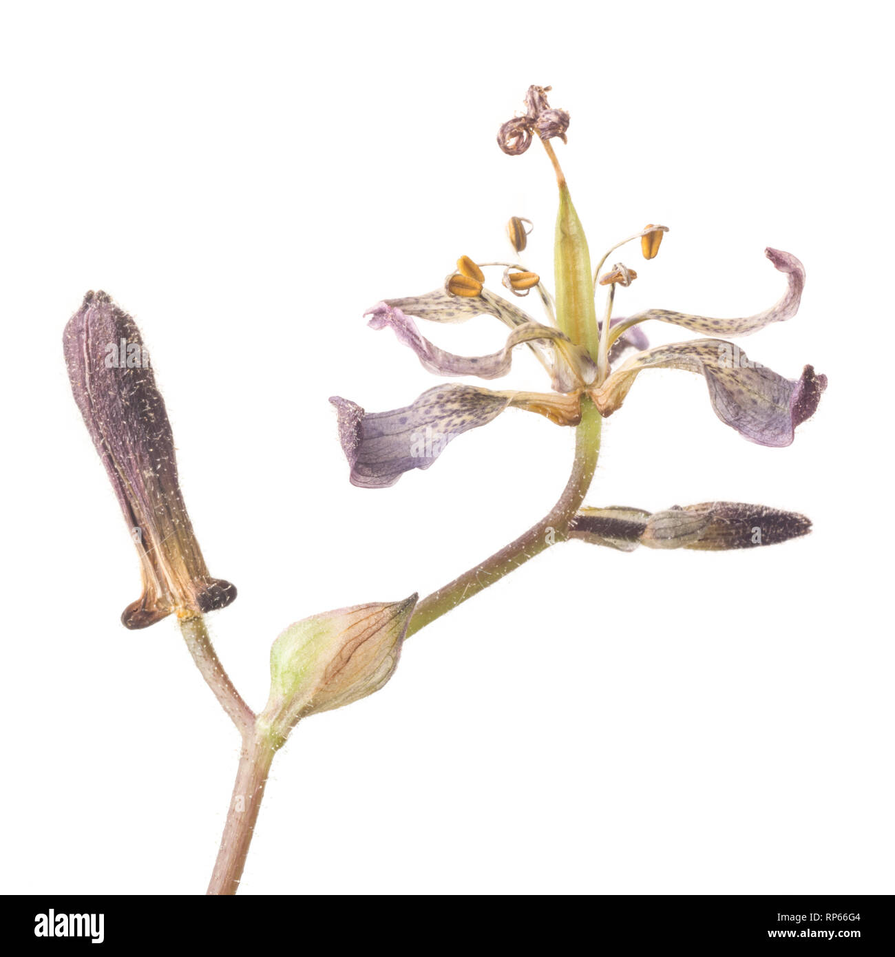 Toad Lily, Tricyrtis hirta, against White Background Stock Photo