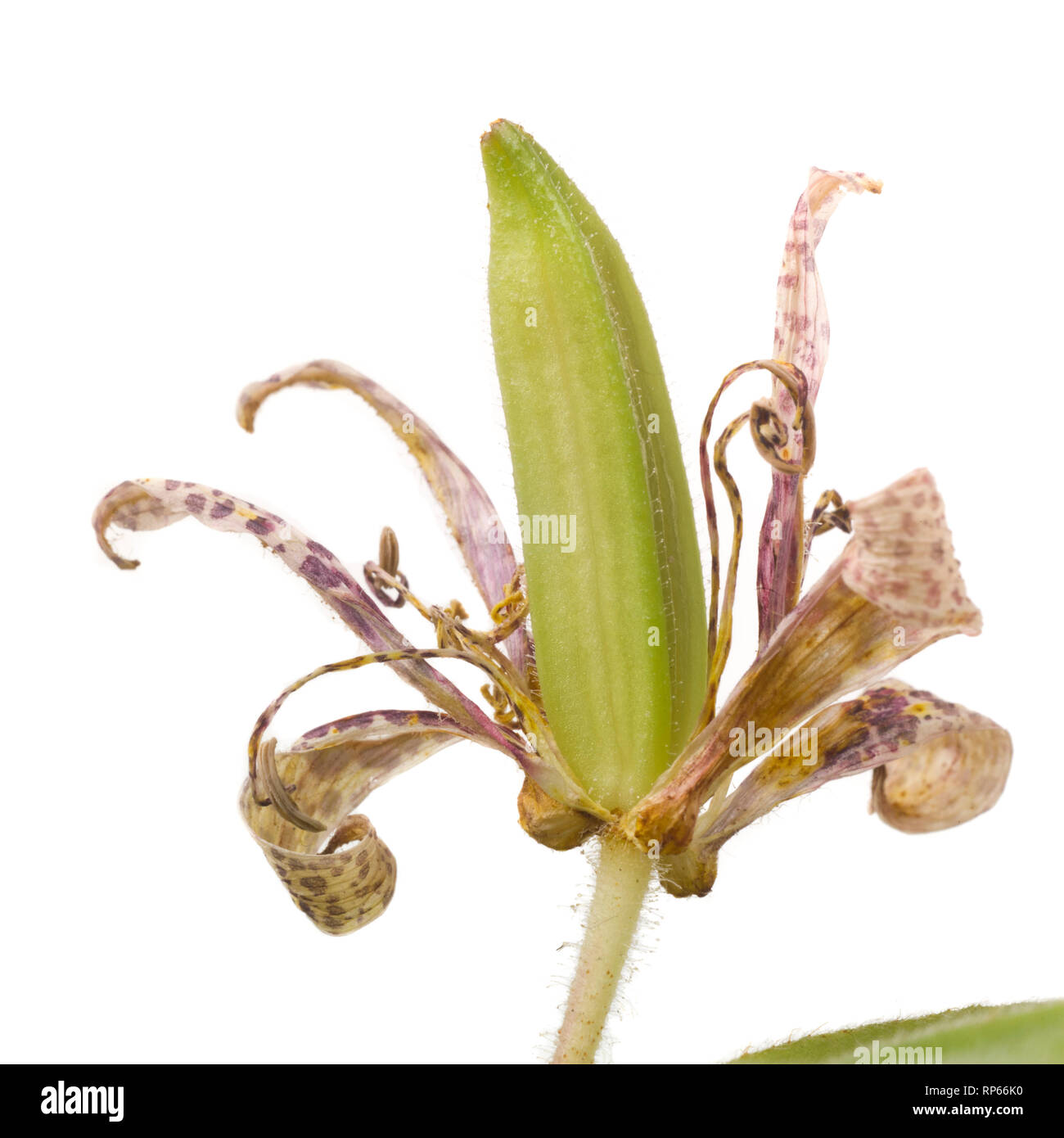 Toad Lily, Tricyrtis hirta, with Seed Pod against White Background Stock Photo