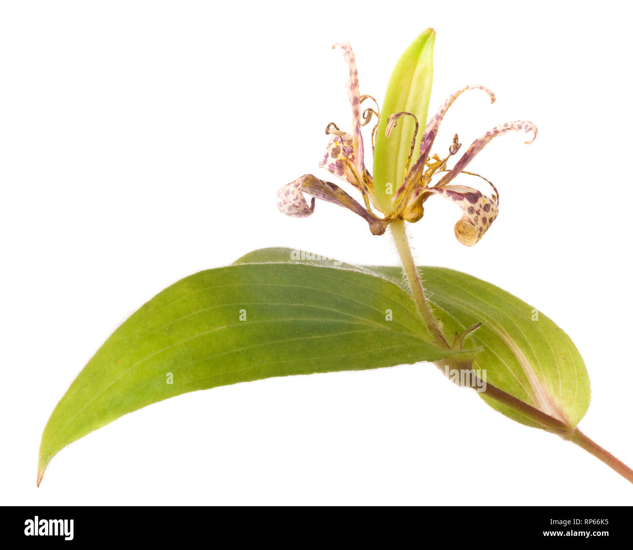 Toad Lily, Tricyrtis hirta, with Seed Pod and Leaf against White Background Stock Photo