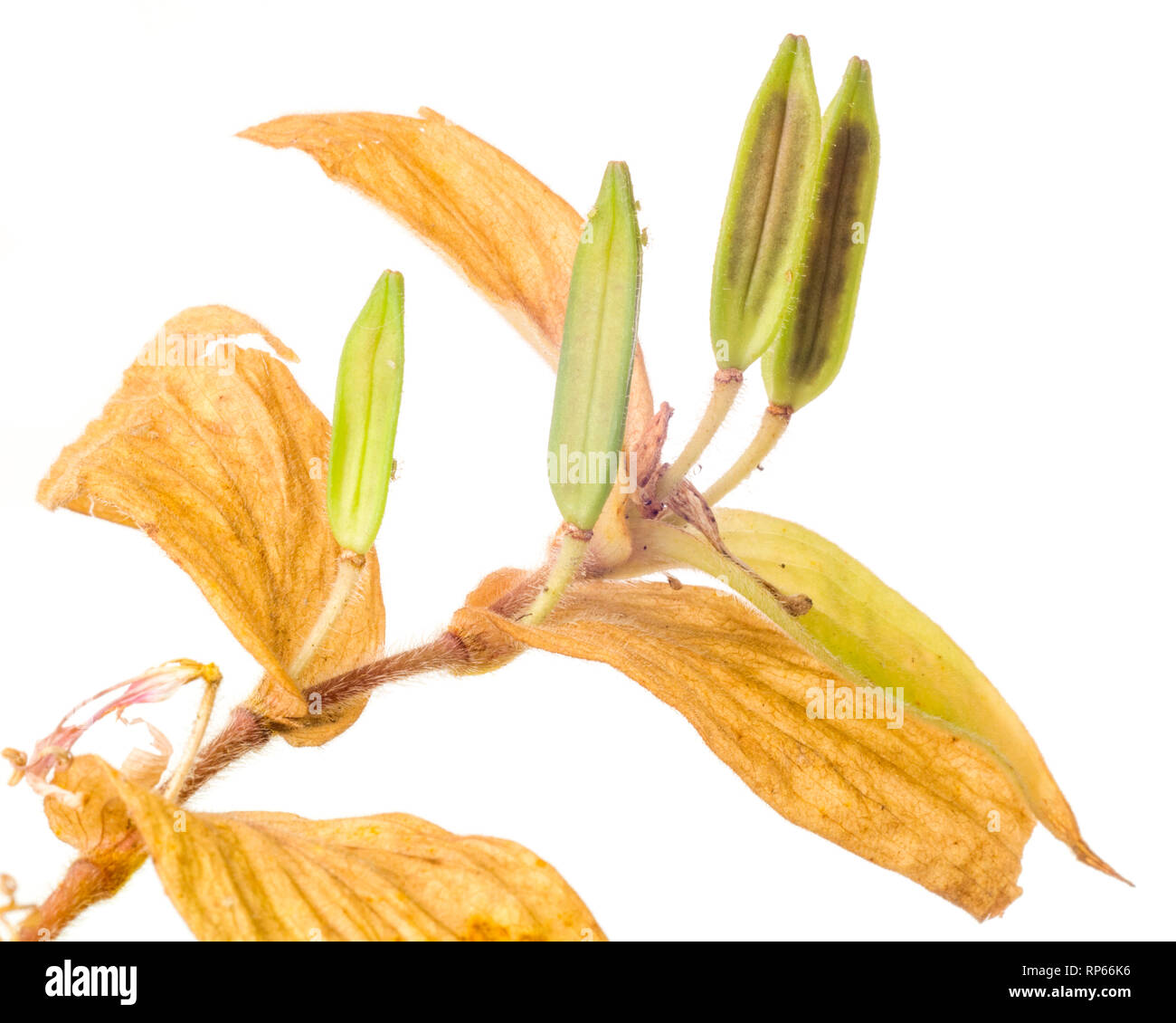 Toad Lily, Tricyrtis hirta, with Multiple Seed Pods against White Background Stock Photo