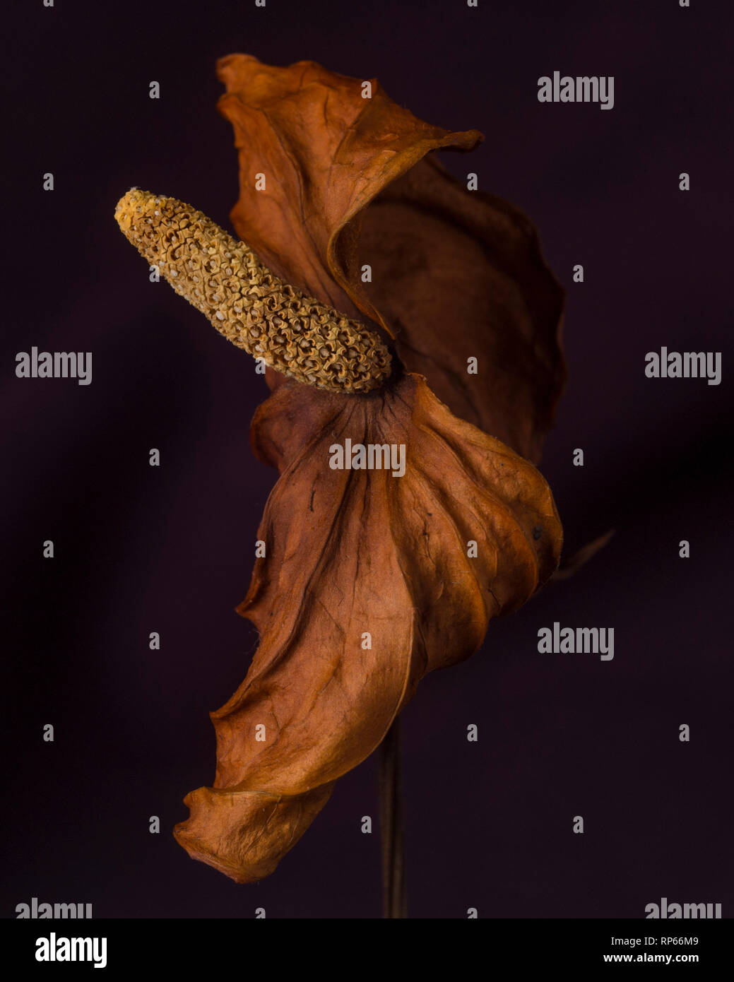 Dried Anthurium Spathe and Spadix against Dark Background Stock Photo