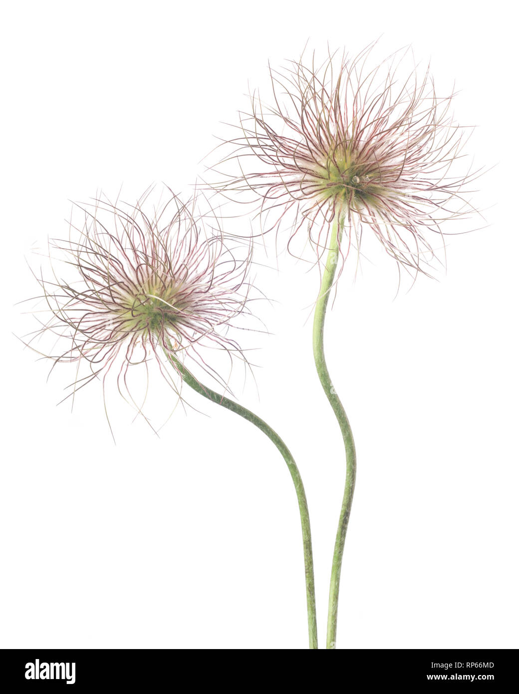 Two Clematis Seed Heads on Stems against White Background Stock Photo