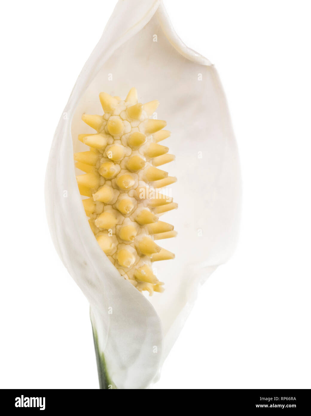 Peace Lily, Spathiphyllum, Spathe and Spadix against White Background, Close-Up Stock Photo