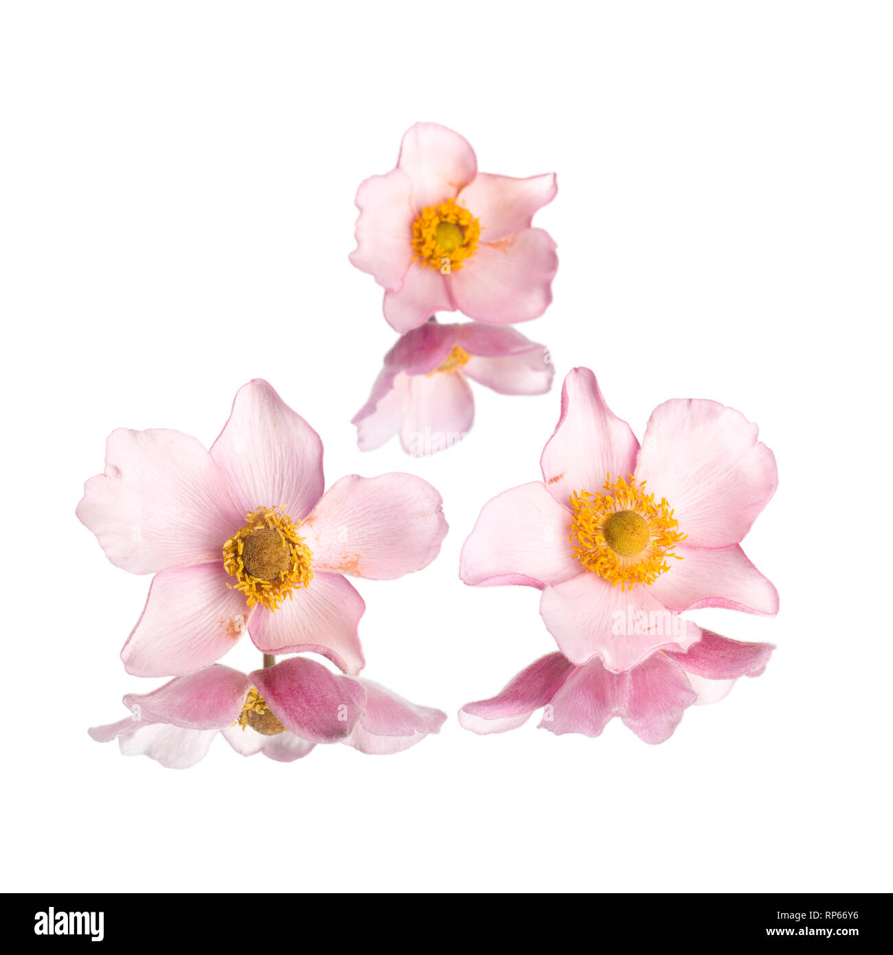 Pink Anemone Flowers on Mirror Stock Photo