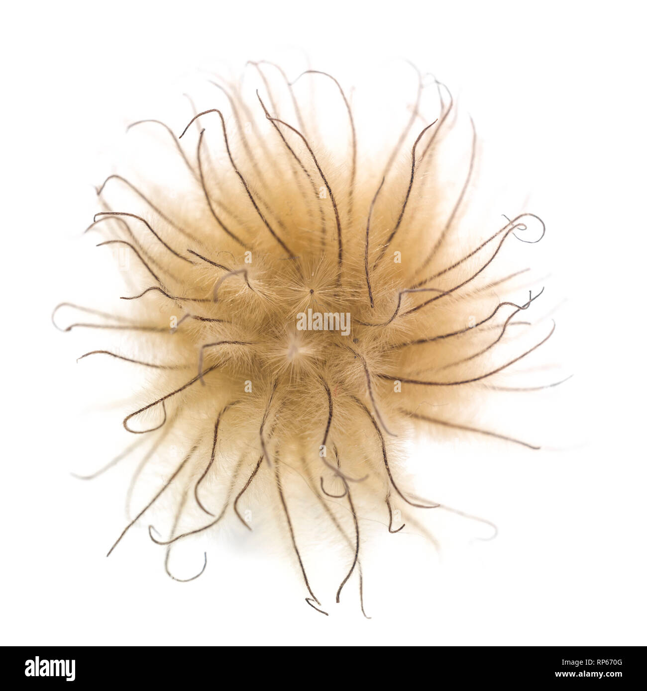 Clematis Seed Head against White Background, High Angle View Stock Photo