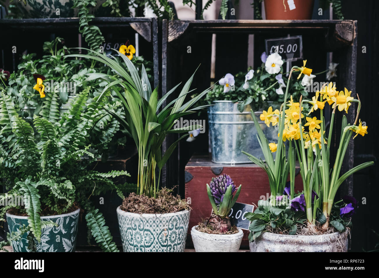 Potted plants and flowers on sale at a street market Stock Photo - Alamy