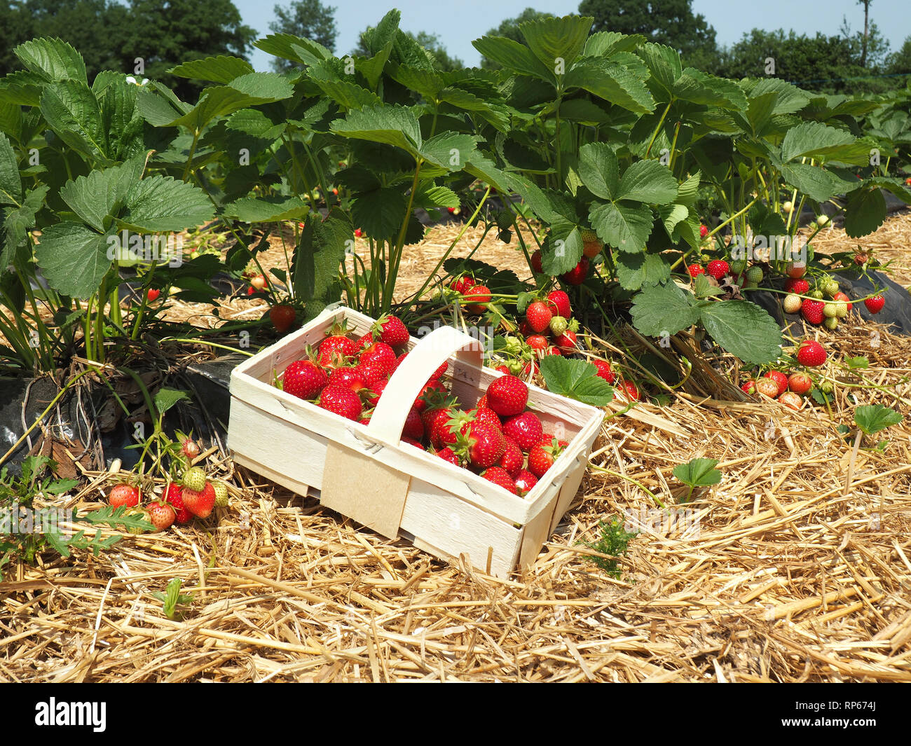 Picked Strawberries on a Field Stock Photo