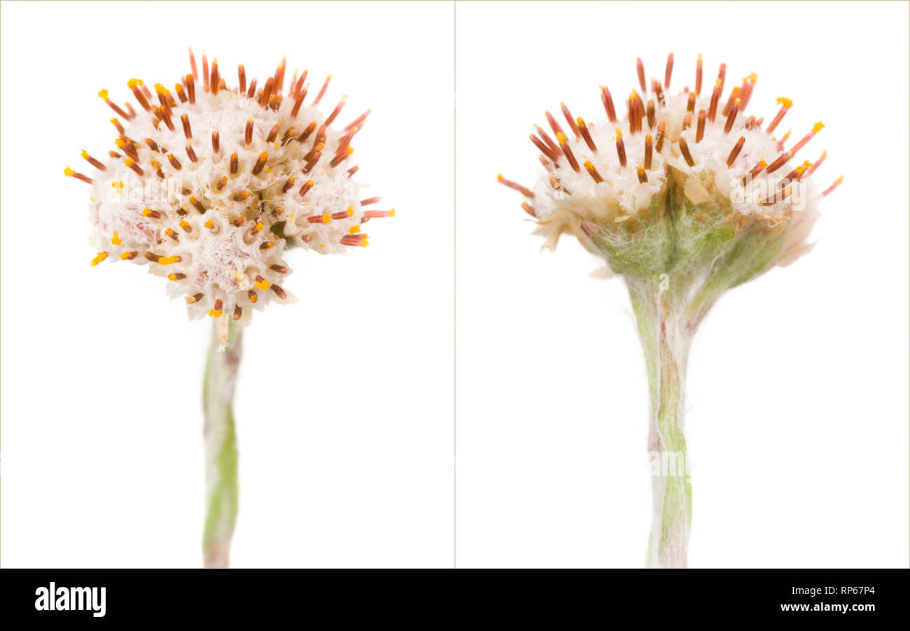 Two Plantain Leaf Pussytoes, Artennaria plantaginifolia, Diptych, Front and Rear Views Stock Photo