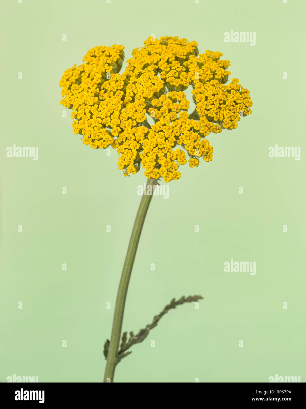 Yellow Yarrow High Resolution Stock Photography And Images Alamy
