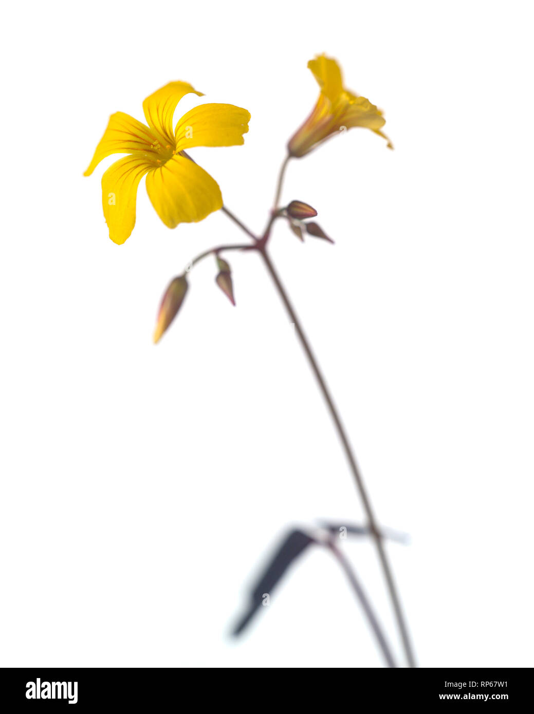 Yellow Flower against White Background Stock Photo